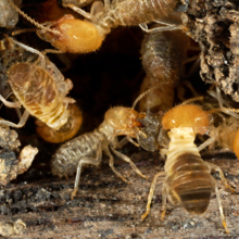 Destructive Termites