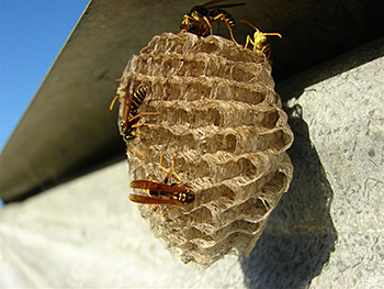 Paper Wasps Nest