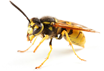 Yellowjacket