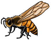 Africanized Bee