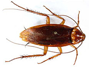 American Cockroach