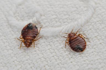 Bed Bugs