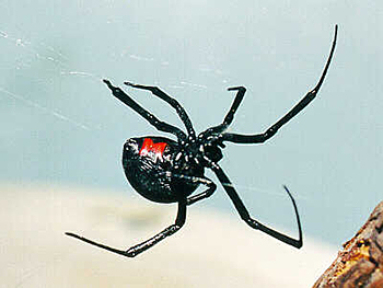 Black Widow