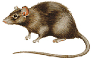 Norway Rat