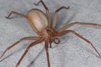 Brown Recluse Spider