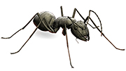 Carpenter Ant