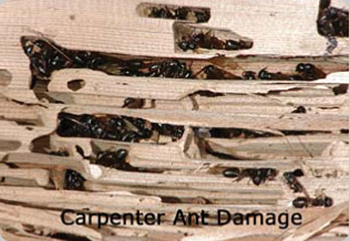 Carpenter Ant Damage