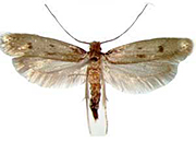 Case-Making Moth