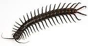 Centipede