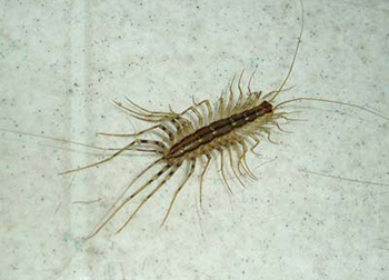 American Cockroach