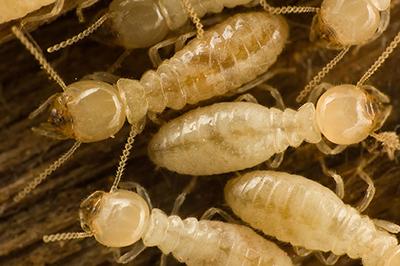 Drywood Termites