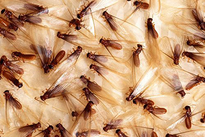 Drywood Termites