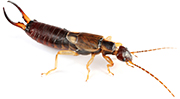 Earwig