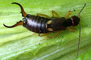 Earwig