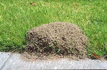 Fire Ant Mound