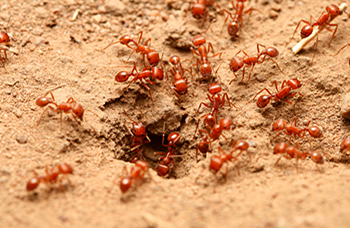 Fire Ants