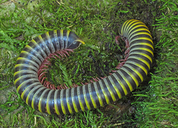 Florida Millipede