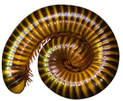 Florida Millipede