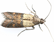 Food-Eating Moth