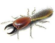 formosan Termites