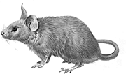 House Mouse