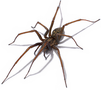 House Spider