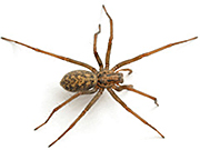 House Spider