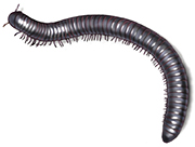 Millipede