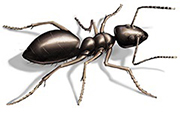 Odorous House Ant