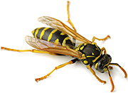 Paper wasp