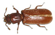 Powderpost Beetle