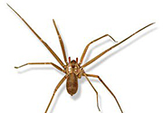 Brown Recluse