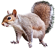 Squirrel