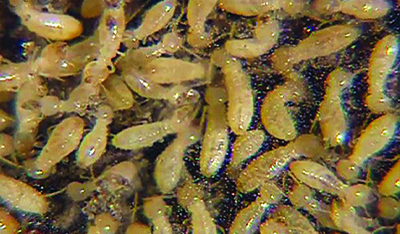 Subterranean Termites