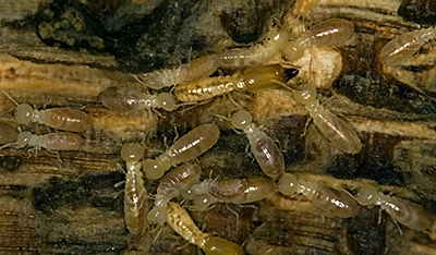 Subterranean Termites