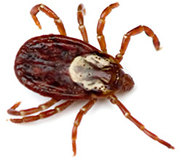 American Tick