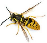 Yellowjacket